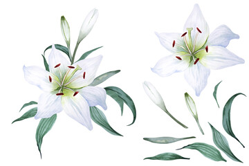 Set of beautiful white lilies. Flowers, leaves and buds isolated on white background. Hand drawn watercolor.