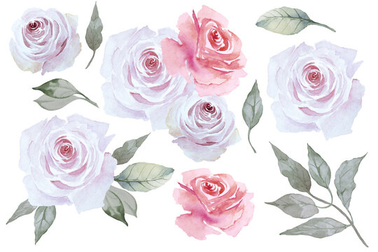 Set of beautiful pink roses. Flowers and leaves isolated on white background. Hand drawn watercolor.
