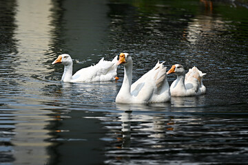 Obraz premium swans on the lake