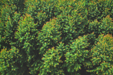 Fototapeta na wymiar Abstract tree with leaf texture background