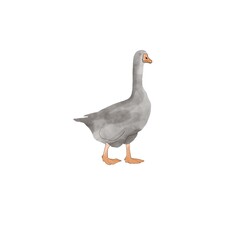 Watercolor  goose. Gray. Farm animal. On white background. Illustration. Isolated.