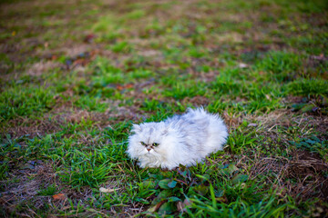 屋外のペルシャ猫