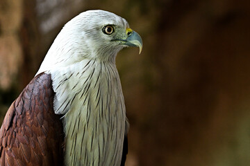 Fototapeta premium portrait of a eagle