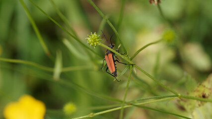 (Pseudovadonia livida) Lepture havanne. Petit coléoptère longicorne au corps noir, élytres brun-roux