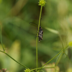 Pseudovadonia livida - Lepture havanne, petit longicorne à élytres jaune-brun à rougeâtre, appendice brun sombre, antennes annelées, épaisses et noires