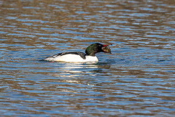 Common Merganser, Goosander, Mergus merganser, eating a fish on the Kleinhesseloher Lake at Munich, Germany