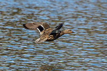 Wild duck or mallard, Anas platyrhynchos flying over a lake in Munich, Germany