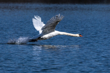 Mute swan, Cygnus olor flying over a lake in the English Garden in Munich, Germany