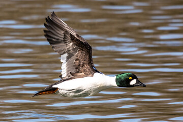 Wild duck or mallard, Anas platyrhynchos flying over a lake in Munich, Germany