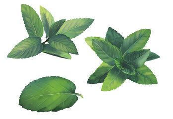 Isolated Mint Leaves Herbal set. 