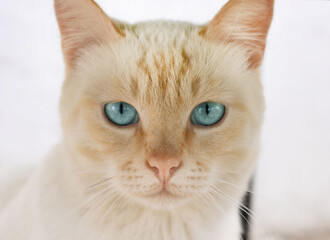 white ginger cat with blue eyes looks at viewer. beautiful white blue eyed cat