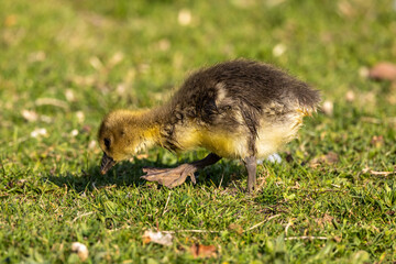 Beautiful yellow fluffy greylag goose baby gosling in spring, Anser anser