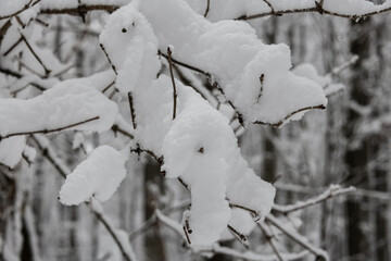 Winter in Vienna Wood - Fresh fallen snow in Forest - Winter Wonderland