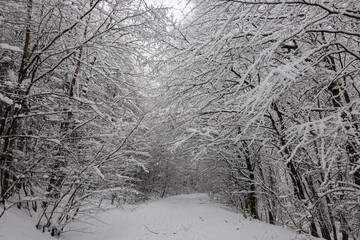 Winter in Vienna Wood - Fresh fallen snow in Forest - Winter Wonderland