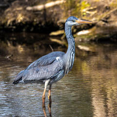 Grey heron, Ardea cinerea, a massive gray bird wading through a flat lake searching for fish
