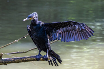 The great cormorant, Phalacrocorax carbo sitting on a branch