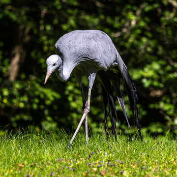 The Blue Crane, Grus paradisea, is an endangered bird