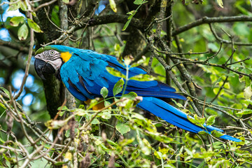 The Blue-and-yellow Macaw, Ara ararauna is a large South American parrot