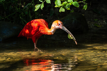 Naklejka premium Scarlet ibis, Eudocimus ruber. Wildlife animal in the zoo