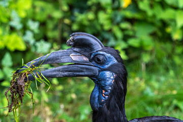 Abyssinian northern Ground Hornbill, Bucorvus abyssinicus strange bird