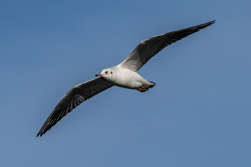 The European Herring Gull, Larus argentatus is a large gull