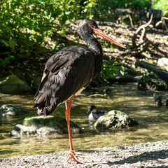 Black stork, Ciconia nigra in a german nature park
