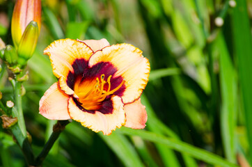 Two-tone colors in Orange-Dark brown Daylily flower in a spring season at a botanical garden.