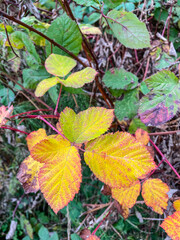 Himalayan blackberry