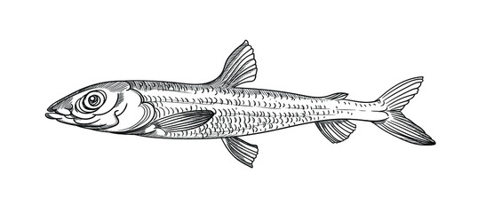 Vector graphics, drawings by hand.  Argentina fish.