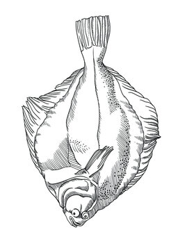 recommend clip art: flounder fish. Vector graphics, drawings by hand.