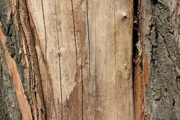Old dry tree cracked trunk fragment closeup without bark - natural background texture