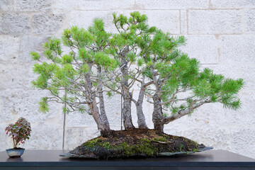 Fototapeta na wymiar Pinus sylvestris bonsai tree against a stone wall