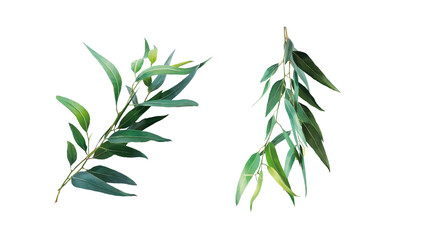 Set of two watercolor eucalyptus branches isolated on white