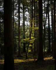 Obraz premium The Forest