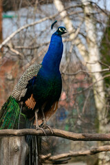 Pavo is a genus of large birds in the Phasianidae family.