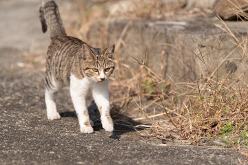 Obraz premium 歩く猫 キジトラ猫