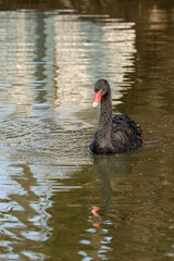 A black swan swims in the water, a bird in the zoo.