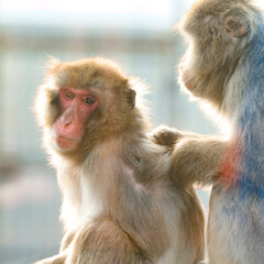 Japanese macaques and their life in a zoo, primates in a cage.