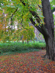 Autumn in the Danube park in Novi Sad