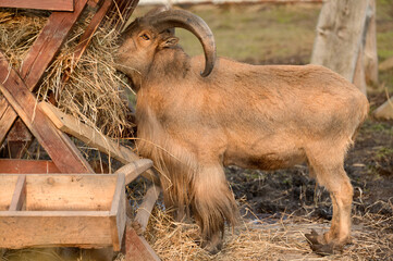 Maned ram eats hay, an animal in the zoo.
