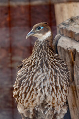 Quail, a bird in a cage, a family of pheasants.