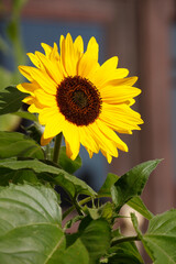 Obraz premium Sonnenblume, Blume, Blüte, Deutschland, Europa