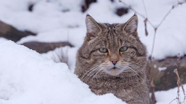 European Wild Cat (Felis silvestris) in winter