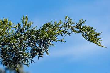 Juniper branches with ripe blue berries against blue autumn sky. Selective focus. Close-up.Virginia...