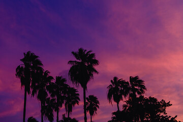 Fototapeta na wymiar coconut palm tree with sky at sunset