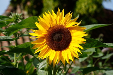 Fototapeta premium Sonnenblume, Blume, Blüte, Deutschland, Europa