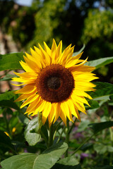 Fototapeta premium Sonnenblume, Blume, Blüte, Deutschland, Europa