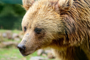 Obraz premium Close-up portrait of a bear, brown bear head, big bear eyes.