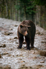 Fototapeta premium After hibernation, the brown bear walks through the forest in search of food, the Carpathian forests and its inhabitants.
