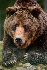 Big brown bear lying, big forest predator close up, big paw and sharp claws.